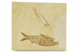 Plate With Two Fossil Fish (Knightia) - Wyoming #379355-1